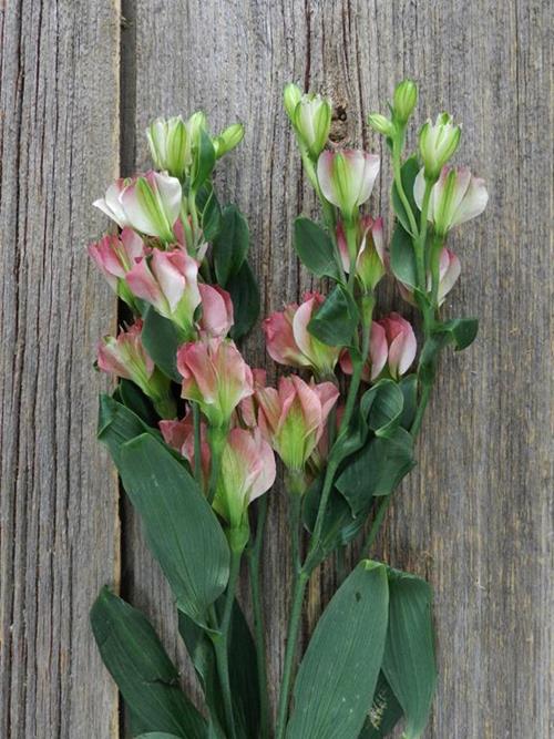 PINK CHARMELIA
